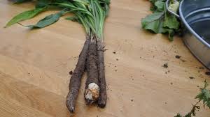 Image result for Schwarzwurzeln