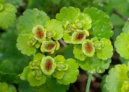 Attēlu rezultāti vaicājumam “Chrysosplenium alternifolium”