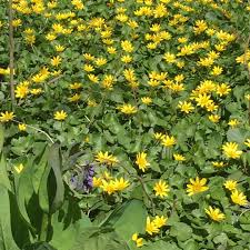 Attēlu rezultāti vaicājumam “Ficaria verna”