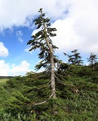 Attēlu rezultāti vaicājumam “Abies mariesii”