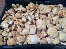 Attēlu rezultāti vaicājumam “Hydnum sp.”