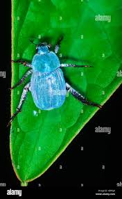 Attēlu rezultāti vaicājumam “Hoplia parvula”