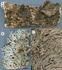 Attēlu rezultāti vaicājumam “Hertelidea botryosa”