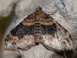 Attēlu rezultāti vaicājumam “Xanthorhoe ferrugata”