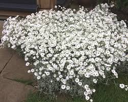 Image result for cerastium tomentosum