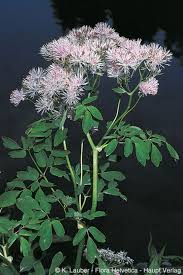 Attēlu rezultāti vaicājumam “Thalictrum aquilegifolium leaf”