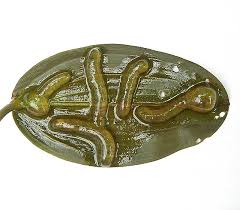 Attēlu rezultāti vaicājumam “Lymnaea stagnalis”