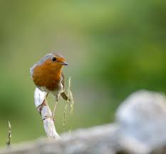 Attēlu rezultāti vaicājumam “Erithacus rubecula”