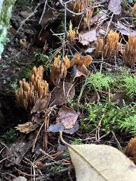 Attēlu rezultāti vaicājumam “Chlorencoelia versiformis”