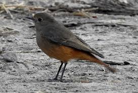 Attēlu rezultāti vaicājumam “Phoenicurus phoenicurus female”