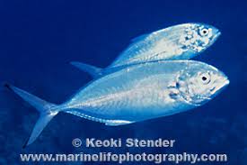 Image result for Caranx crysos