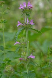 Attēlu rezultāti vaicājumam “Clinopodium vulgare”