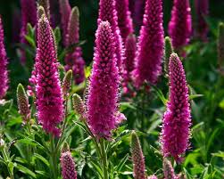 Attēlu rezultāti vaicājumam “Veronica spicata flower”
