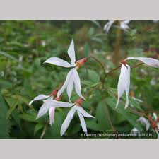 Attēlu rezultāti vaicājumam “Gillenia trifoliata flower”