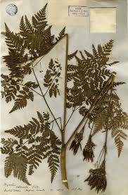 Image result for Myrrhis odorata
