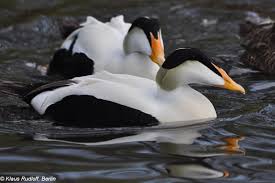 Attēlu rezultāti vaicājumam “Somateria mollissima”