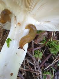 Attēlu rezultāti vaicājumam “Malacolimax tenellus”