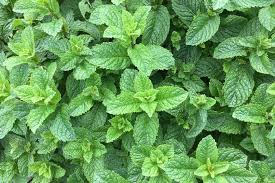 Attēlu rezultāti vaicājumam “Mentha spicata leaf”