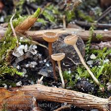 Attēlu rezultāti vaicājumam “Ciboria amentacea”