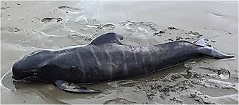 Image result for Globicephala melas