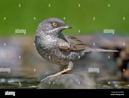 Attēlu rezultāti vaicājumam “Sylvia nisoria”