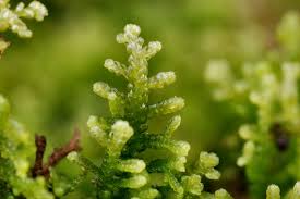 Attēlu rezultāti vaicājumam “Lepidozia reptans”