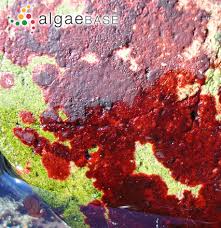 Attēlu rezultāti vaicājumam “Hildenbrandia rivularis”