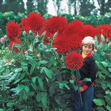 Image result for Dahlia x pinnata `Decorative Giants`