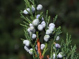 Attēlu rezultāti vaicājumam “Juniperus sabina”