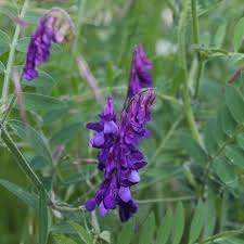 Attēlu rezultāti vaicājumam “Vicia cracca”