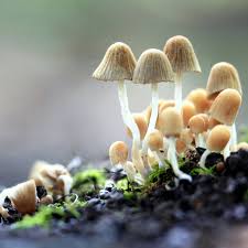 Attēlu rezultāti vaicājumam “fungi”