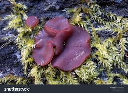 Attēlu rezultāti vaicājumam “Ascocoryne cylichnium”