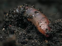 Attēlu rezultāti vaicājumam “Lumbricidae”