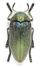 Attēlu rezultāti vaicājumam “Scaphisoma sp.”