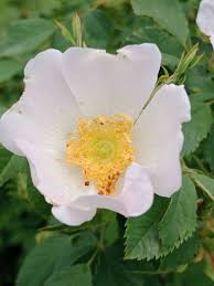 Attēlu rezultāti vaicājumam “Rosa villosa”