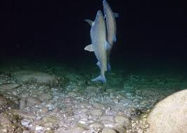 Image result for Coregonus clupeaformis