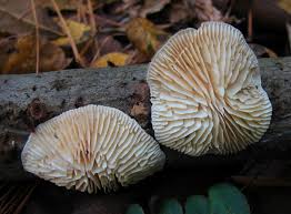 Attēlu rezultāti vaicājumam “Lenzites betulina”