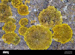 Attēlu rezultāti vaicājumam “Xanthoria parietina”