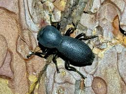 Attēlu rezultāti vaicājumam “Zopheridae”