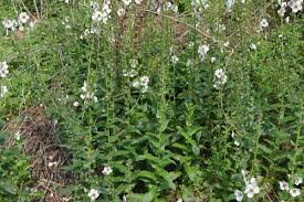 Image result for Verbascum blattaria