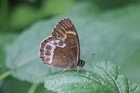 Attēlu rezultāti vaicājumam “Lopinga achine”