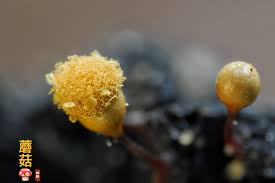 Attēlu rezultāti vaicājumam “Oligonema flavidum spores”