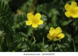 Attēlu rezultāti vaicājumam “Argentina anserina bud”