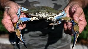 Image result for Callinectes sapidus