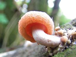 Attēlu rezultāti vaicājumam “Rhodotus palmatus”