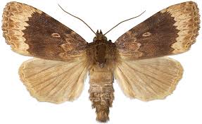 Attēlu rezultāti vaicājumam “Amphipyra perflua”