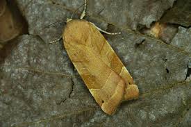 Attēlu rezultāti vaicājumam “Noctua fimbriata”