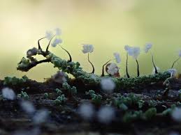 Attēlu rezultāti vaicājumam “Physarum virescens young”