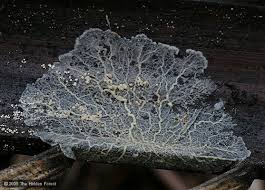 Attēlu rezultāti vaicājumam “Physarum obscurum sessile”