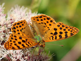 Attēlu rezultāti vaicājumam “Issoria lathonia upperside”